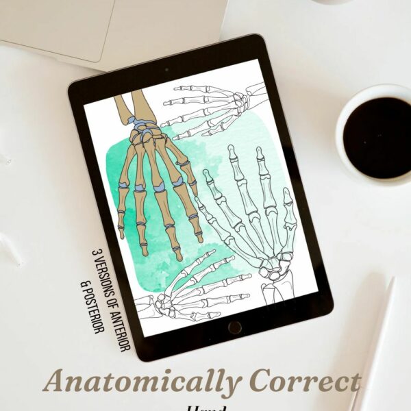 Anatomical Skeletal Hand Printable Coloring Sheet for Students and Teachers