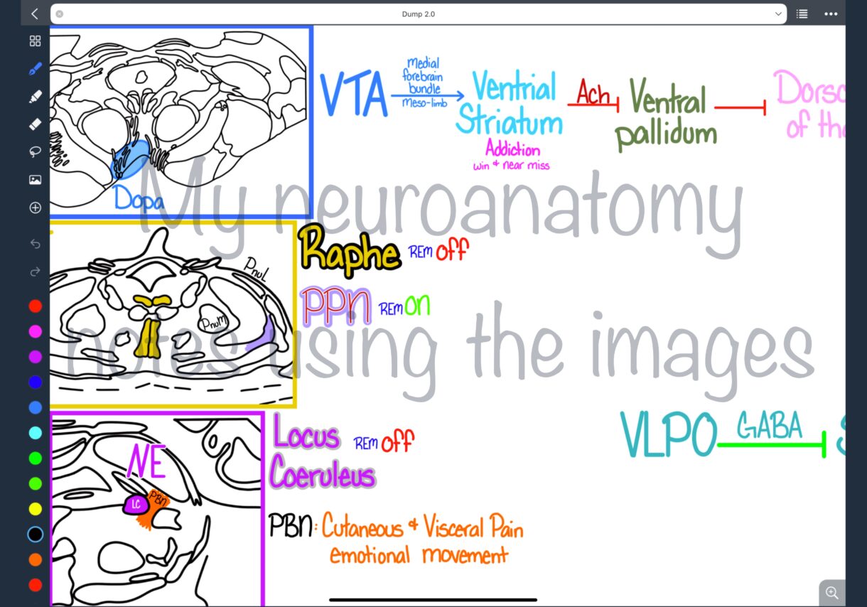Neuroanatomy Example 3 scaled - Pelavida - Shop For Life