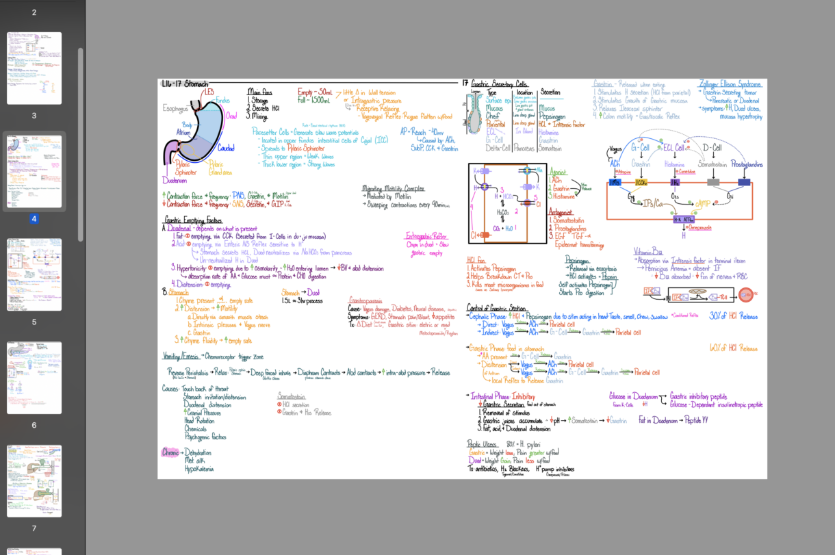 Digestive Physiology Digital Notes, Diagrams, and Tables for Medical School - Instant Download