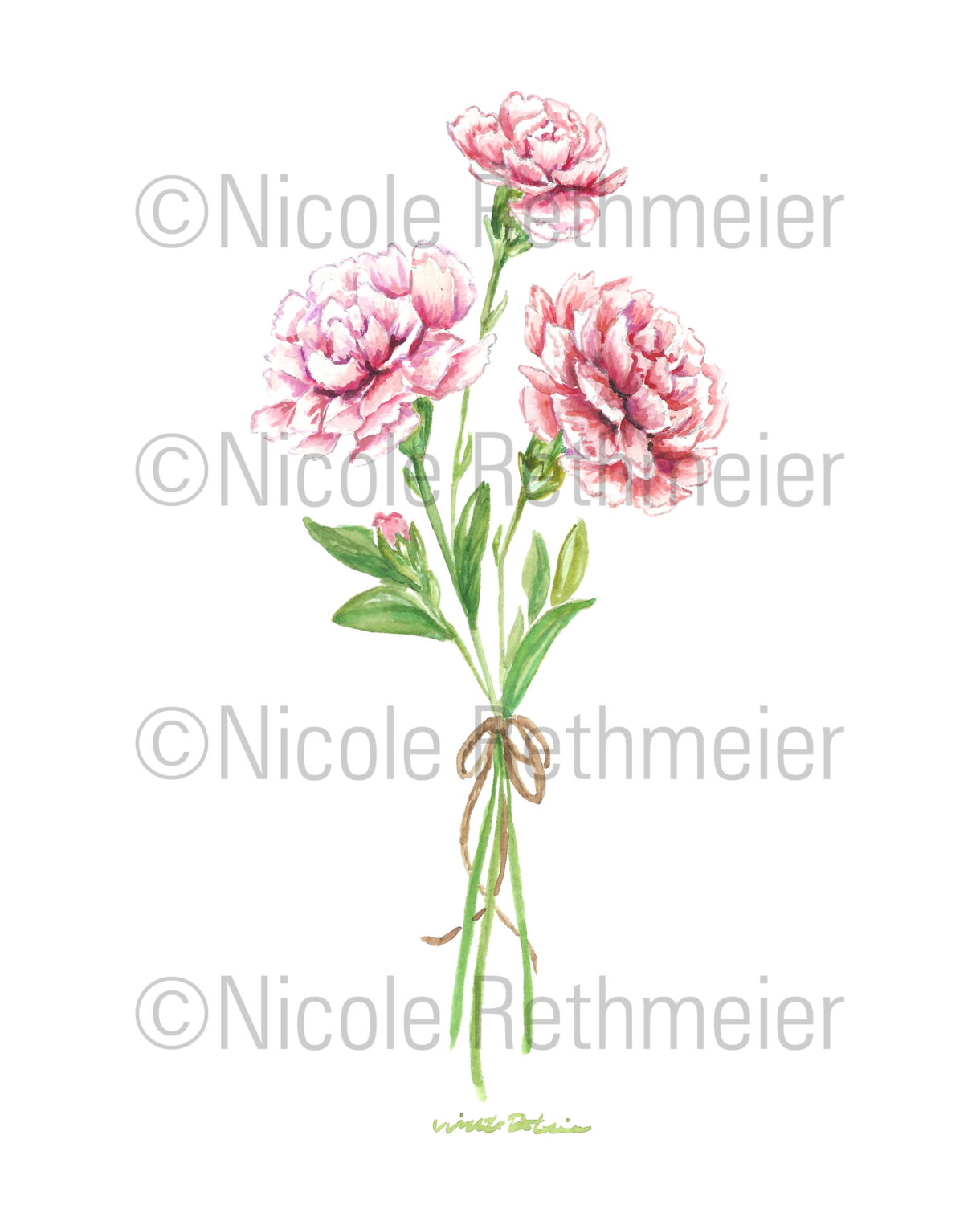Birth month flowers - January, Watercolor Carnation flowers