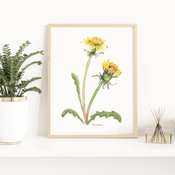 Watercolor Dandelion flowers - Botanical Art Watercolor