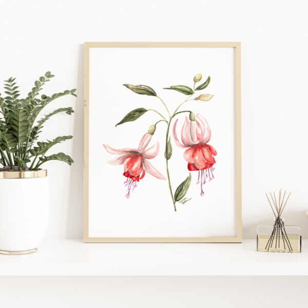 Watercolor Fuschia Maisie flowers - Botanical Art Watercolor