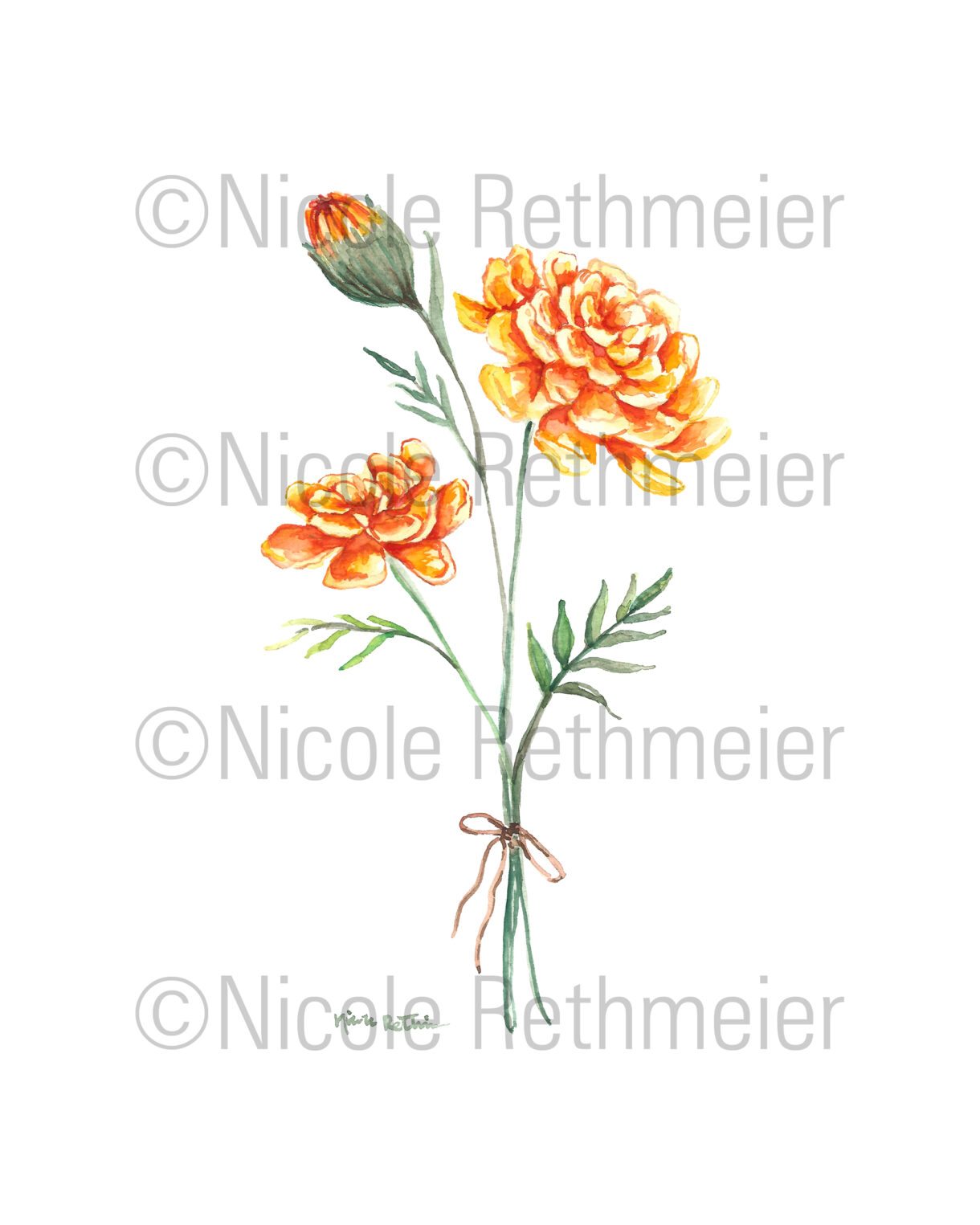 Birth month flowers - October, Watercolor Marigold flowers