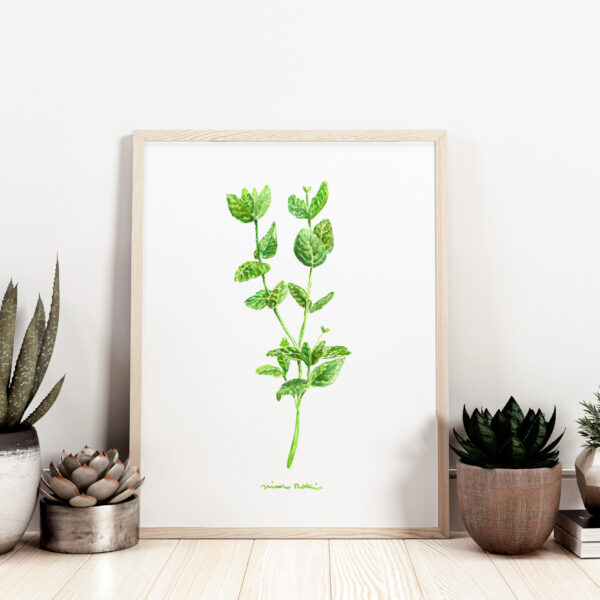 Watercolor mint sprig, essential oil plant illustration