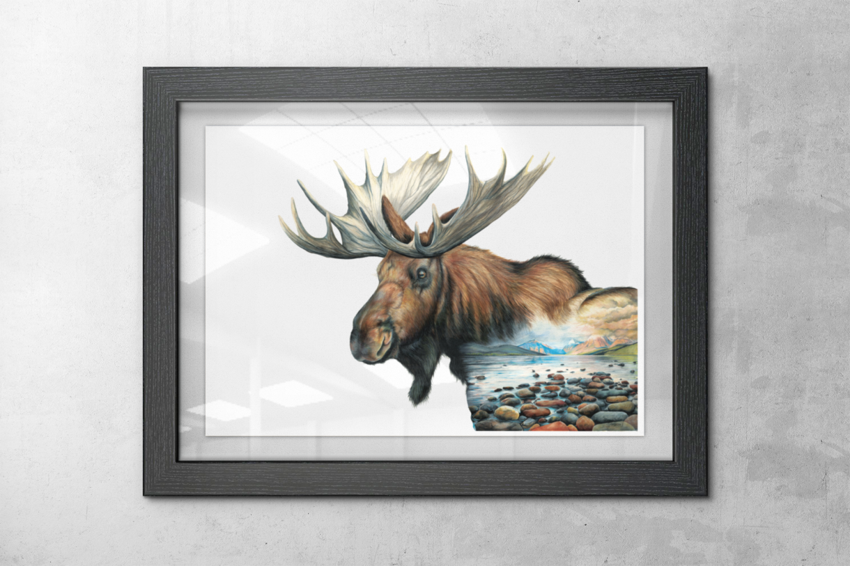 moose hanging in frame on wall