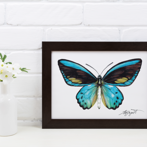 teal butterfly fine art print in black frame