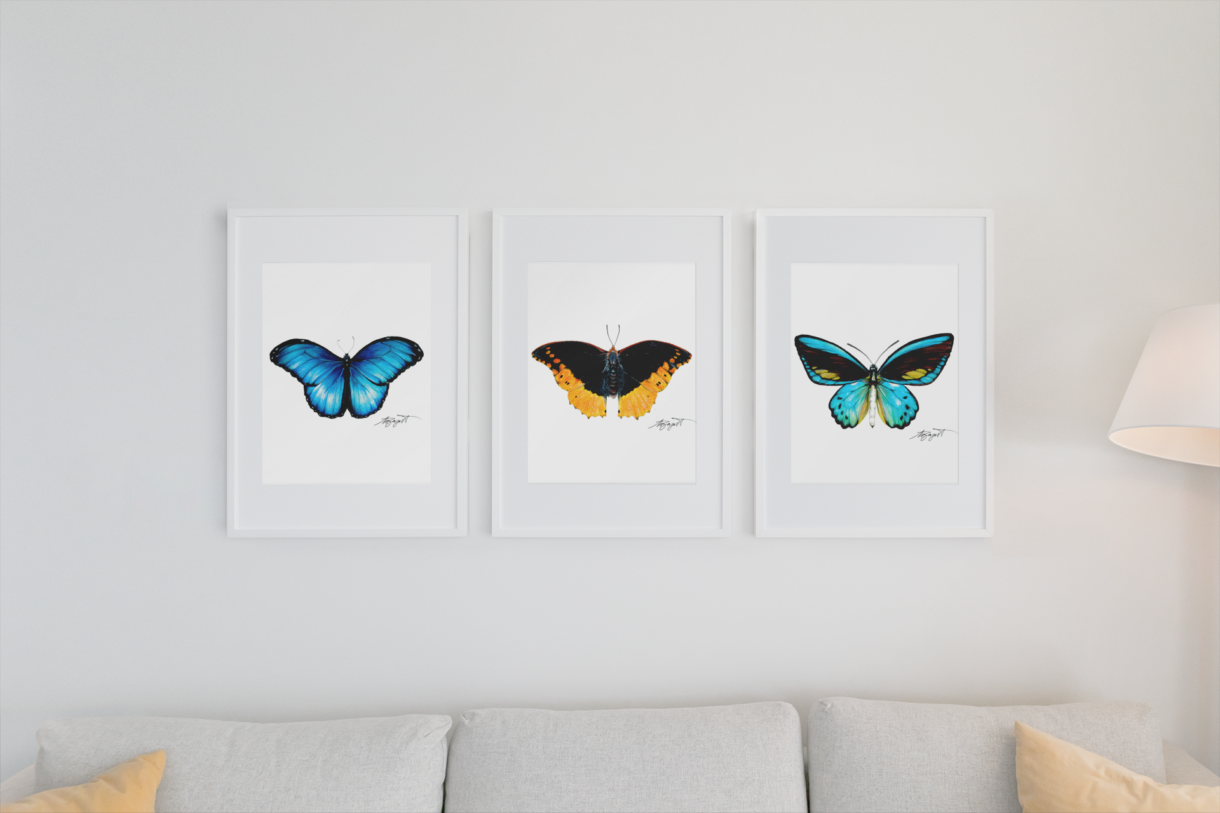 Three white frames hanging over couch, butterfly fine art prints in frames