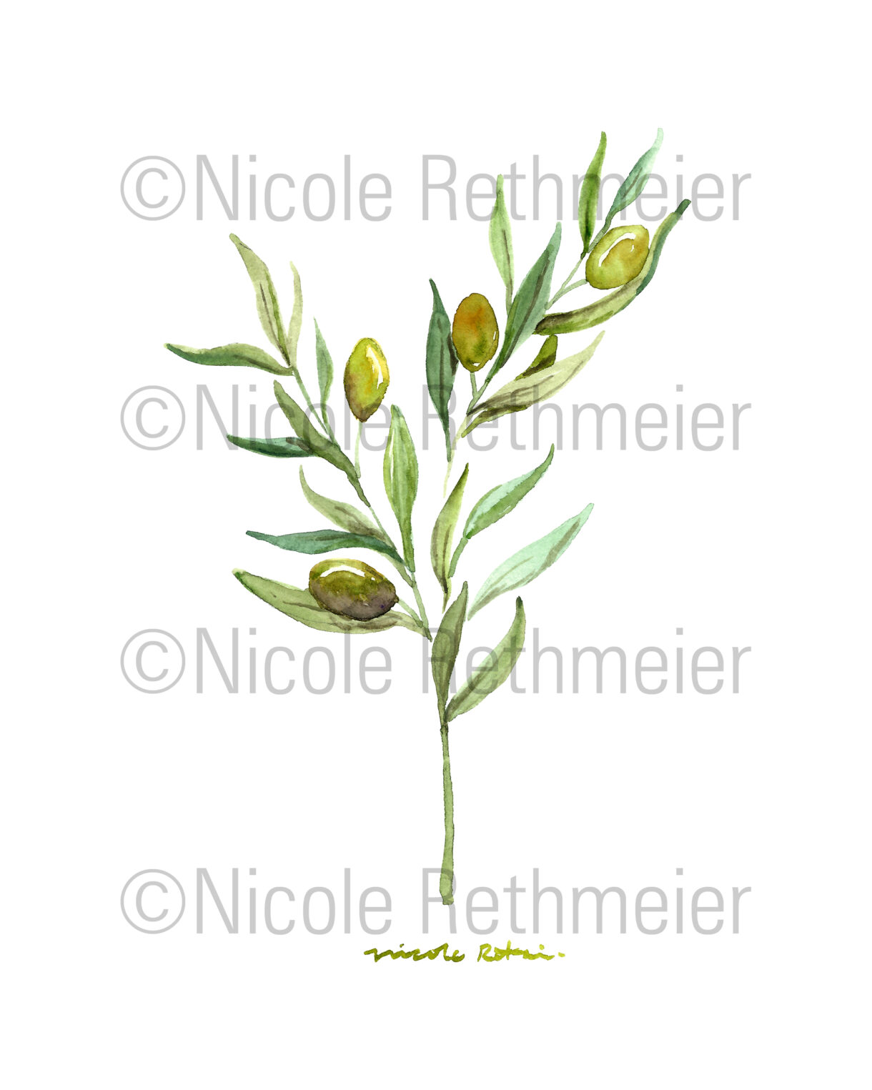 Watercolor olive branch, olive leaf plant illustration
