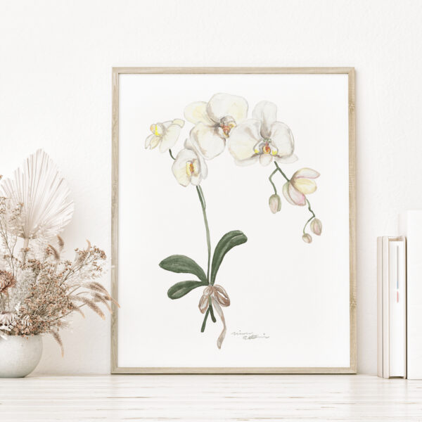 Watercolor White Orchid Phalaenopsis flowers - Botanical Art Watercolor