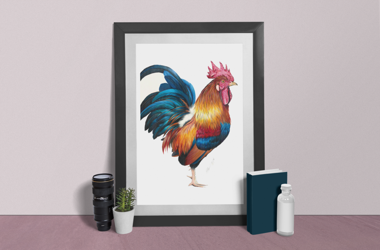 Rooster fine art print in black frame