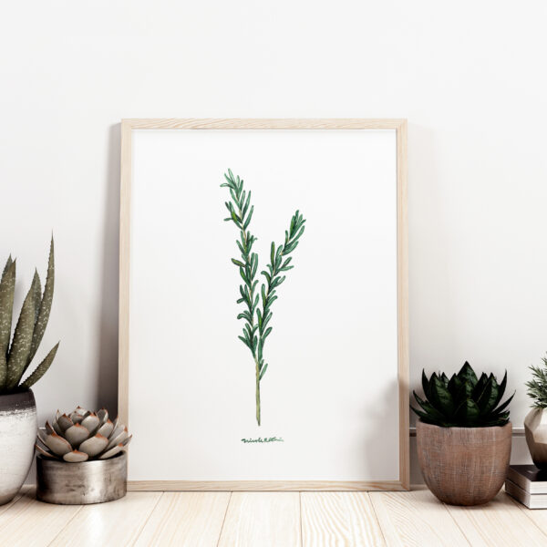 Watercolor rosemary sprig, essential oil plant illustration